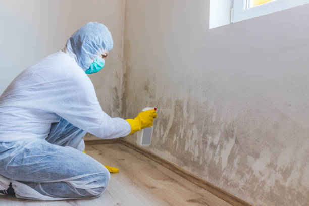Licensed Black Mold Remediation service in Marlboro, NJ - Mold Remediation HQ