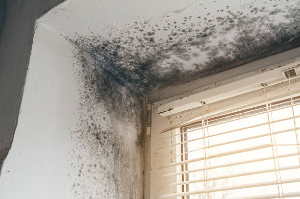Affordable Black Mold Remediation solutions in Marlboro, NJ